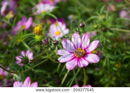 Colourful Calliopsis Flower Blooming Under The Sunshine