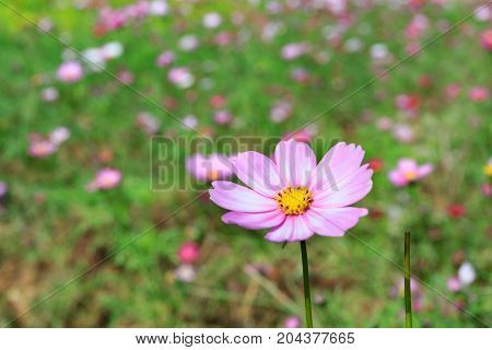Colourful Calliopsis Flower Blooming Under The Sunshine