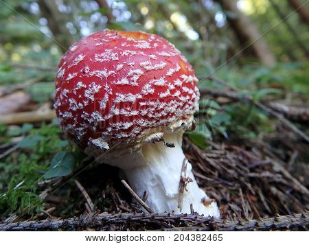 Spotted toadstool in the forest - poisonous mushroom , (Amanita muscaria) , Red mushroom , Red toadstool