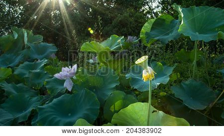 Lotus Seedpod In Pond In Xiamen Garden Expo