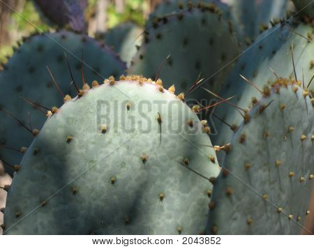 Pricklypearmacro_Ready