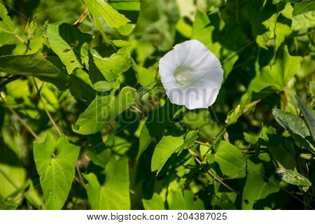 White bindweed flower on the green meadow
