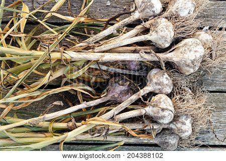 Drying Bunch Of Garlic On Rustic Wooden Board From Above.