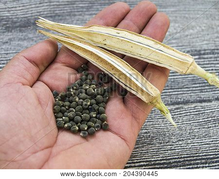 okra seeds, okra produce seed, okra seed for sowing,