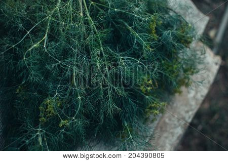 Dill Blossoms, Plants And Flowers