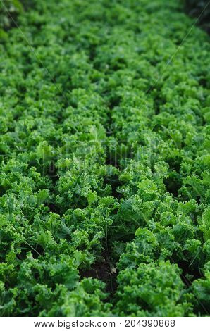 Rows Of Salad On A Large Field