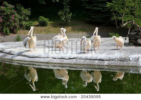 Pelikán bílý - Pelecanus onocrotalus