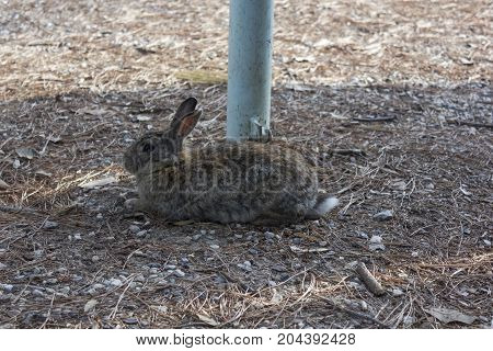 MARINA DI MASSA, ITALY - AUGUST 22 2015: Rabbit sit in the ground through pine needles
