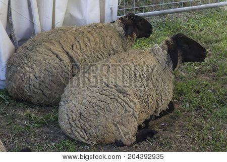 LASTRA A SIGNA, ITALY - AUGUST 30 2015: Two sheeps sit on the ground in afarm in Tuscany Italy