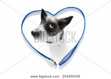 Dog With Leash Waiting For A Walk