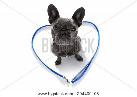 Dog With Leash Waiting For A Walk
