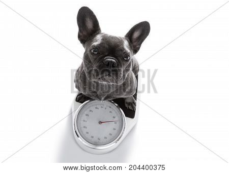 Dog On Scale , With Overweight
