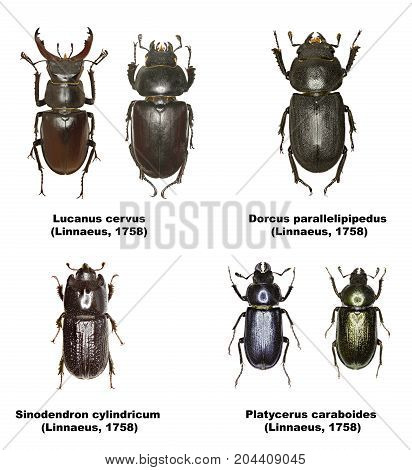 Set of Stag Beetles of Europe  -  Lucanidae