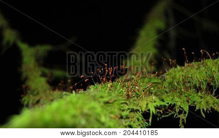 Branch of a tree covered with beautiful thick green moss