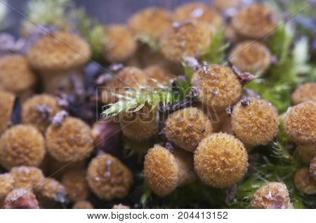 Armillaria mellea honey fungus on an old tree