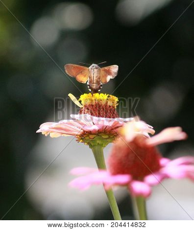 Hummingbird Moth On Gerbera Flower