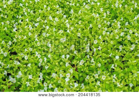 White flowers and green leaves blooming in the garden for nature background or texture.