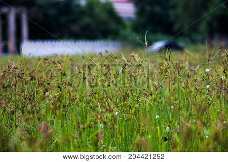 nut grass field in the morning time