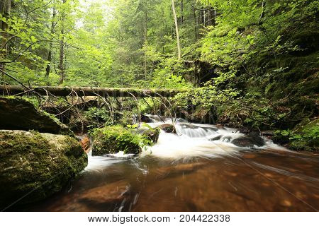 Forest stream Nature background Forest stream river Nature background Forest stream brook Nature background Forest stream spring deciduous trees water Nature background foliage leaves waterfall Nature background Natural environment Nature background.