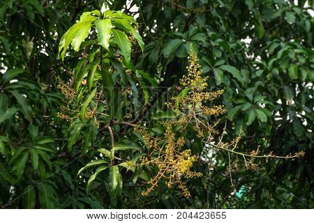 Mango flowers on the mango tree for background or texture.