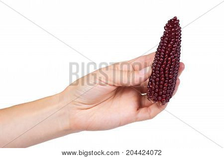 Indian Corn In Hand Isolated On White Background