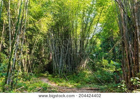 Scenery In Khao Sok National Park In Thailand. Khao Sok National Park The Rain Jungle Forest In Sura