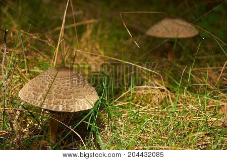 Parasol Mushroom (macrolepiota Procera Or Lepiota Procera)
