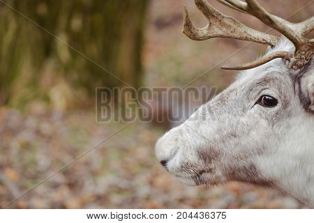 white reindeer walks in the park in spring or autumn