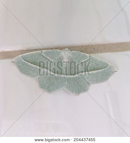 Beautiful night butterfly (Campaea margaritaria) with emerald green color in closeup