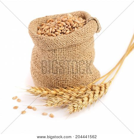 wheat spike and wheat grain in burlap bag isolated on white background.