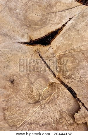 Corte la textura del viejo árbol.