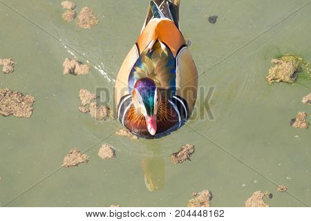 Mandarin Duck Close Up From Sile River, Italy