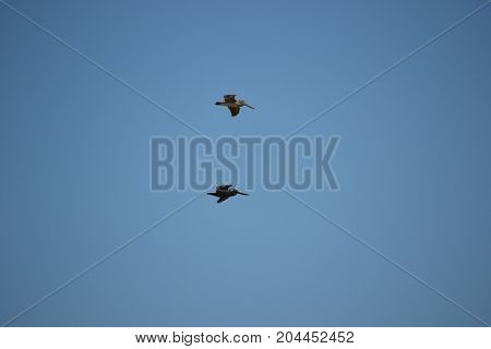 brown pelican  in flight near Canaveral national seashore in Florida
