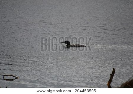 common loon on a rainy morning in northern michigan
