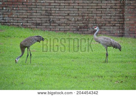 sandhill cranes are large  semi aggressive wading birds