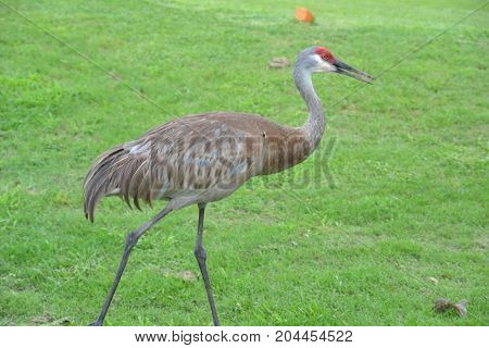 sandhill cranes are large  semi aggressive wading birds