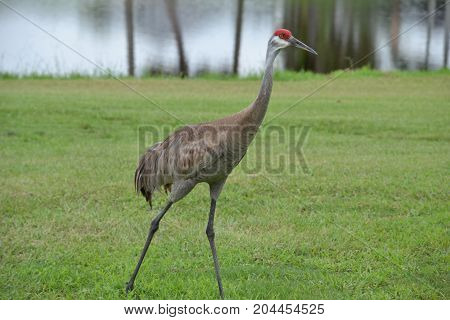 sandhill cranes are large  semi aggressive wading birds