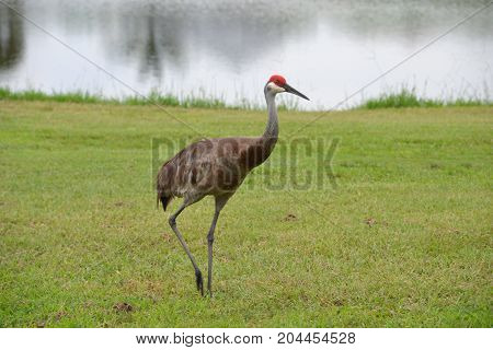 sandhill cranes are large  semi aggressive wading birds