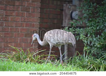 sandhill cranes are large  semi aggressive wading birds