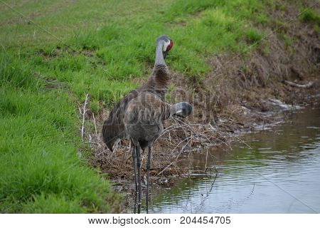sandhill cranes are large  semi aggressive wading birds