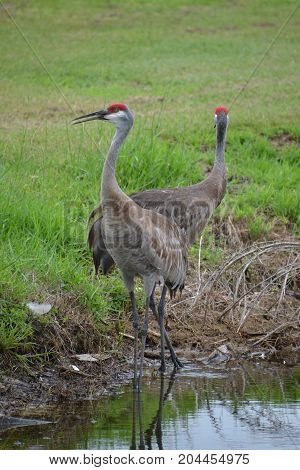 sandhill cranes are large  semi aggressive wading birds