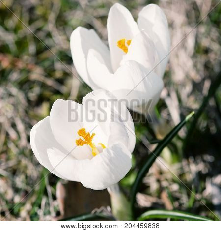 White crocus - Crocus heuffelianus. Seasonal natural scene. Spring time.