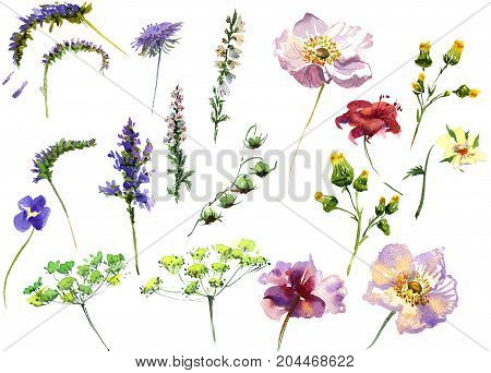 Collection romantic watercolor Summer garden decoration flowers