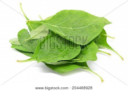 Matrimony Vine Leaf