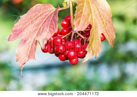 Ripe viburnum berries with leaves in the garden. Ukrainian kalina.