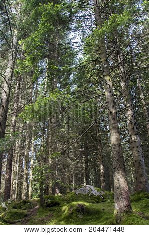 Coniferous trees stand on a green moss-covered ground