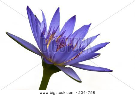 Violetti lumpeen