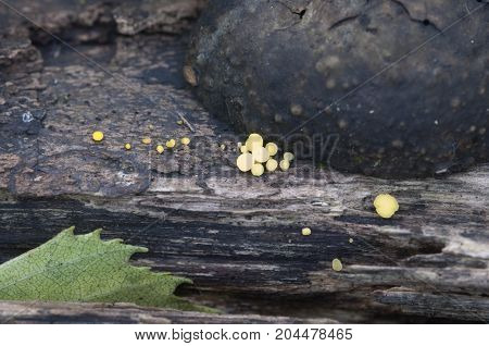 Bisporella citrina [Calycella citrina] macro shot local focus