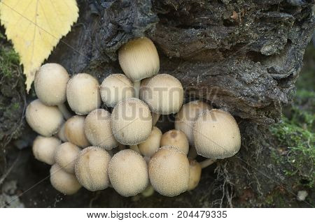 Coprinus micaceus mushroom near the tree close up