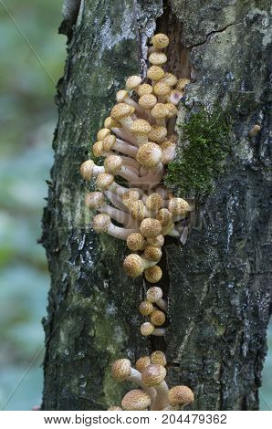 Armillaria mellea honey fungus on an old tree